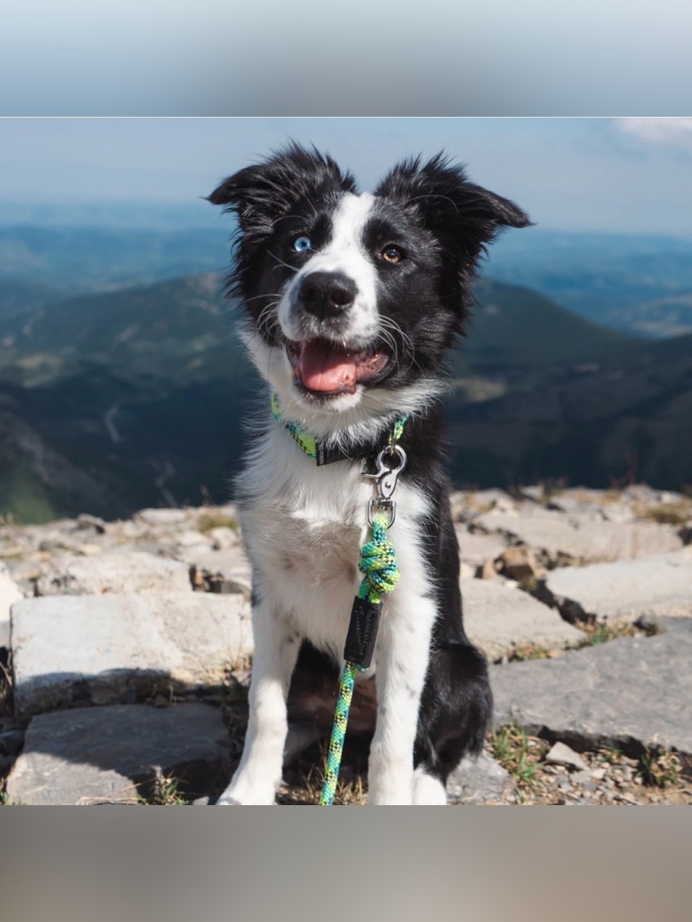 NWT Wilderdog Reflectice leash with Quick Clip 5 FT (4 colors available)